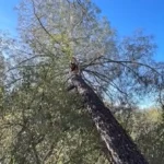 Man Saves His Beloved German Shepherd Trapped High in a Tree