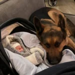 Big German Shepherd Adores His New Baby Brother and Turns Into a Loving Guardian