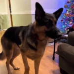 This German Shepherd Was Overjoyed With His Wonderful Christmas Surprise