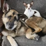 Big Pup Adopts Her Tiny New Sister, Showering Her with Love and Care