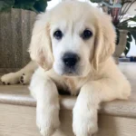 This Adorable Golden Retriever Puppy Shows His Mom Love in the Cutest Way Possible