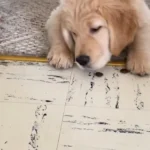 Watch This Adorable Golden Retriever Puppy Get Mesmerized by Windshield Wipers and Capture Your Heart