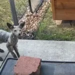 Man Shocked to Find Out What Strange Creature Was in His Backyard