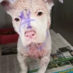 Big-Hearted Person Rescues a Bald Puppy Covered in Strange Paint