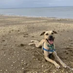 Lonely Dog Waits a Year in a Kennel, Hoping for Someone to Take Him Home