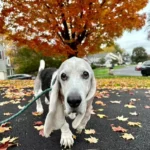 Old Dog Overjoyed to Reunite with Longtime Pal on the Street