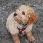 100+ Adorable Goldendoodle Names: Discover the Perfect Name for Your Pup