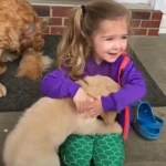 Every Day, a Sweet Little Dog Waits at the Bus Stop to Greet His Beloved Child