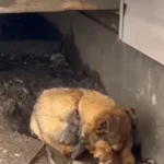 Rescuer Discovers Terrified Puppy Hidden in a Heap of Trash