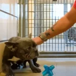 Shy Little Frenchie Discovers the True Meaning of Love with Her Amazing Foster Family