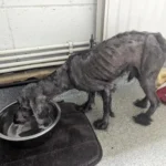 Two Precious Dogs Saved from Heartbreaking Neglect Make an Amazing Comeback