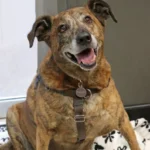 Loyal Senior Dog in Illinois Refuses to Leave Owner’s Side Even After Passing