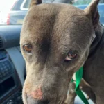 Lucky Pup Rescued from Being Put Down Enjoys Her Days in Virginia, Showing Off Her Adorable Propeller Hat