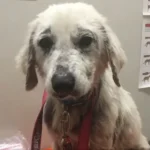 After a Tough Start, This Sweet Dog Finds the Loving Home She Always Deserved