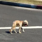 This Little Dog Was Once Terrified of People After a Car Accident, But Now He’s Found Joy Again