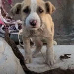 A Tiny Lost Puppy Rescued from the Streets Finally Finds a Loving Home