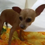 Loving Chihuahua Left Behind Finds New Hope and Love with Rescuers