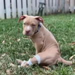 Helpless Puppy Left Alone in a Bathroom, Couldn’t Even Walk