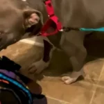 This Adorable Pit Bull Has a Heartwarming Way of Greeting New Friends