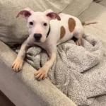 Abandoned Puppy by a Busy Road Finds a Loving New Home in Pennsylvania