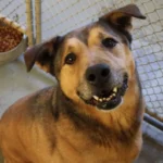 Old Dog Spent Over Six Years in an Ohio Shelter Until Someone Special Adopted Him