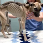 A Neglected Dog’s Incredible Journey to a Happy, Healthy Life