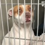 Lady Steps Up to Foster Pregnant Dog She Spotted at the Shelter