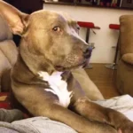 Man Reluctantly Adopts Pit Bull, Discovers It’s the Greatest Choice He’s Ever Made