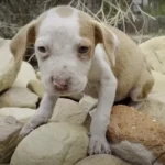 Shy Puppy Finally Stops Shaking When He Meets a Cat to Wrestle With