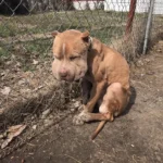 A Brave Dog Overcomes Injuries After Being Tied to a Fence and Makes a Heartwarming Recovery