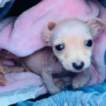 This Tiny Disabled Puppy Weighed Just One Pound Until a Special Someone Transformed His Life