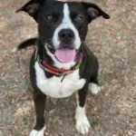 Loyal Dog Waits Over Two Years for a Loving Family to Call His Own