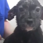 Heartwarming Rescue: Abandoned Puppy in a Box Finds a Loving Home