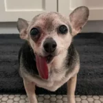 This Little Chihuahua’s Adorable Quirk Will Brighten Your Day