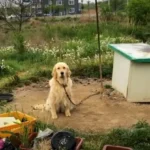 Lonely Dog Chained Up and Forgotten Finally Finds Love Thanks to a Kind Stranger