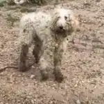 Heartbroken Poodle Learns to Love Again, and Kind Strangers Reward Him Beautifully