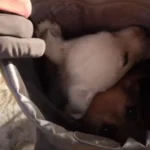 Two Travelers Stumbled Upon Abandoned Puppies and Their Next Move Was Totally Unexpected