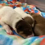 Incredible Shelter Dog Cares for 3 Puppies, Nursing Them Back to Health