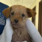 A Heartbreaking Tale of a Puppy Struggling with Mange, Now Joyfully Hopping Like a Bunny