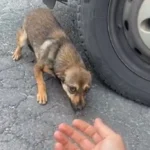 This Scared Little Dog Feared People Until a Wonderful Rescuer Changed Everything