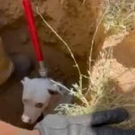 Dog Rescued After Being Trapped in a Drainage Pipe by Heroic Team