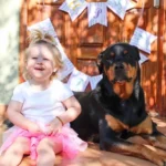 Little Girl Finds Joy Again with the Help of a Sweet Rottweiler Puppy After Losing Her Beloved Dog