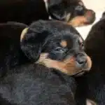 Family Overwhelmed with Joy as Their Young Rottweiler Delivers an Unbelievably Large Litter