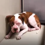 Dog Left Behind in a Pennsylvania Shelter Finds His Perfect New Family