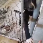 Little Puppy Extends His Paw Through the Kennel Bars, Wishing for Someone to Take Him Home