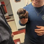 Ohio Firefighters Rescue Puppy Trapped in a Can