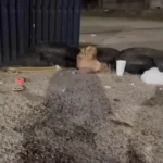 Heartwarming Rescue: Kind-hearted Heroes Save Neglected Stray Dog from Living Beside a Dumpster