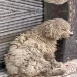 Neglected Stray Puppy Won’t Let Human Drive Away Without Him