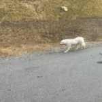 Terrified Stray Dog Won’t Let Anyone Save Her Until Her Kind-hearted Rescuer Pretends to Collapse