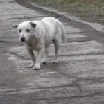 Brave Rescuers Comfort a Scared, Lonely Puppy Found Near the Train Tracks